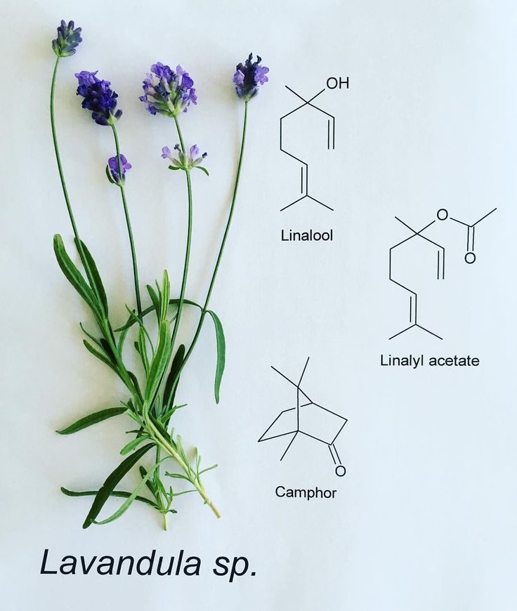 vluchtige aromatische verbindingen in lavendel-olie